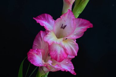 Siyah arka planda pembe gladiolus çiçeklerini kapat 