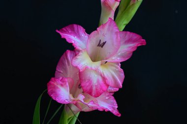 Siyah arka planda pembe gladiolus çiçeklerini kapat 