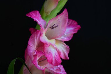 Siyah arka planda pembe gladiolus çiçeklerini kapat 