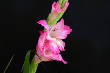 Siyah arka planda pembe gladiolus çiçeklerini kapat 