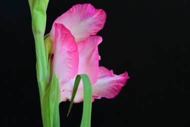 Siyah arka planda pembe gladiolus çiçeklerini kapat 