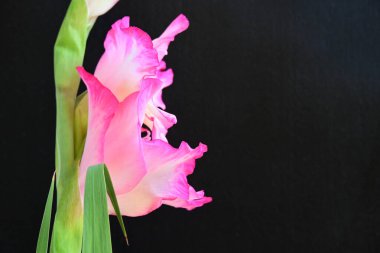 Siyah arka planda pembe gladiolus çiçeklerini kapat 