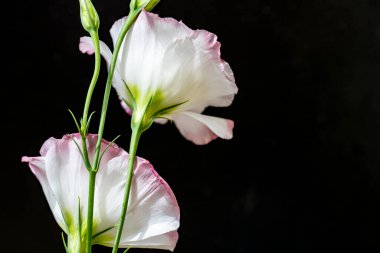 Siyah arka planda pembe ve beyaz Eustoma çiçekleri 