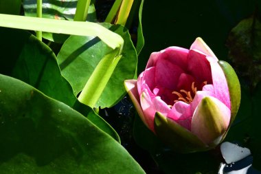 Bahçedeki güzel nilüfer çiçeği 