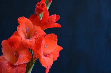 Siyah arka planda turuncu gladiolus çiçeklerini kapat 