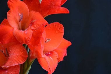 Siyah arka planda turuncu gladiolus çiçeklerini kapat 