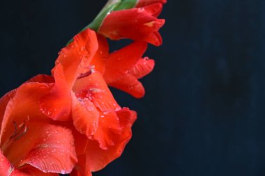 Siyah arka planda turuncu gladiolus çiçeklerini kapat 