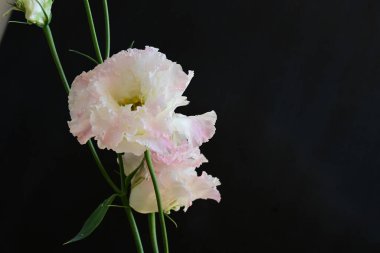 Siyah arka planda pembe ve beyaz Eustoma çiçekleri 