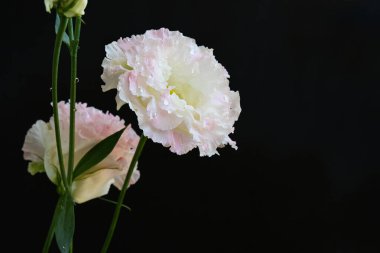 Siyah arka planda pembe ve beyaz Eustoma çiçekleri 
