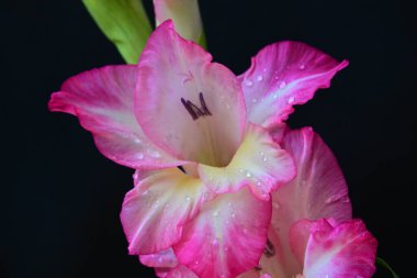 Siyah arka planda güzel pembe gladiolus, yaz konsepti, kapat. 