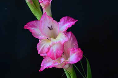 Siyah arka planda güzel pembe gladiolus, yaz konsepti, kapat. 