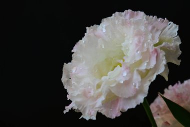 Siyah arka planda pembe ve beyaz Eustoma çiçekleri 