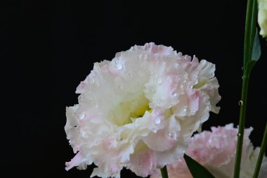 Siyah arka planda pembe ve beyaz Eustoma çiçekleri 