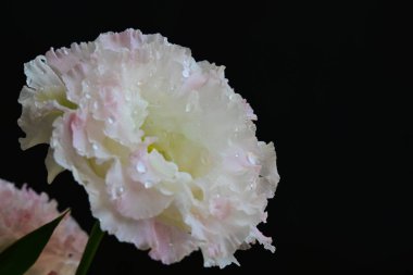 Siyah arka planda pembe ve beyaz Eustoma çiçekleri 