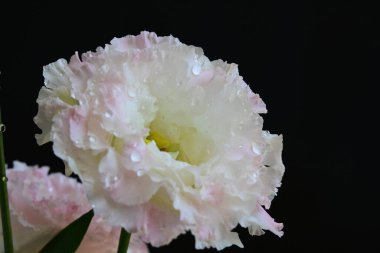 Siyah arka planda pembe ve beyaz Eustoma çiçekleri 