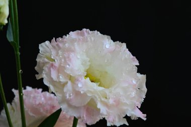 Siyah arka planda pembe ve beyaz Eustoma çiçekleri 