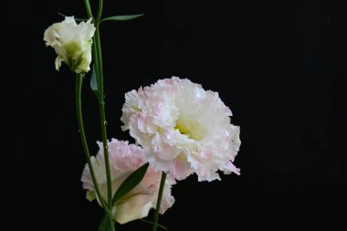 Siyah arka planda pembe ve beyaz Eustoma çiçekleri 