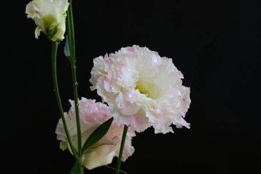 Siyah arka planda pembe ve beyaz Eustoma çiçekleri 