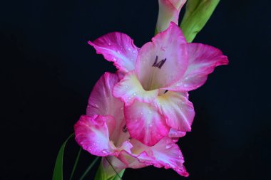 Siyah arka planda güzel pembe gladiolus, yaz konsepti, kapat. 