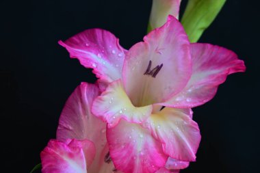 Siyah arka planda güzel pembe gladiolus, yaz konsepti, kapat. 