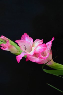 Siyah arka planda güzel pembe gladiolus, yaz konsepti, kapat. 