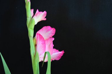 Siyah arka planda güzel pembe gladiolus, yaz konsepti, kapat. 