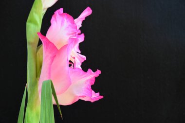Siyah arka planda güzel pembe gladiolus, yaz konsepti, kapat. 