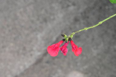 Yazın bahçedeki güzel çiçeğe yakın.