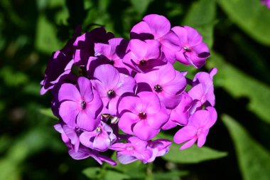 Yazın bahçedeki güzel çiçekleri kapat.
