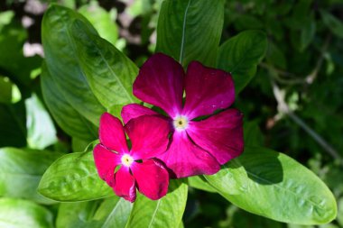 Yazın bahçedeki güzel çiçekleri kapat.
