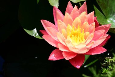 Bahçe havuzunda güzel nilüfer çiçeği 