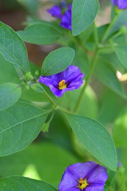 Açık büyüyen renk çiçekler yakın