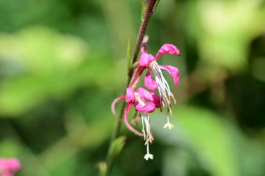 Bahçedeki güzel çiçekler