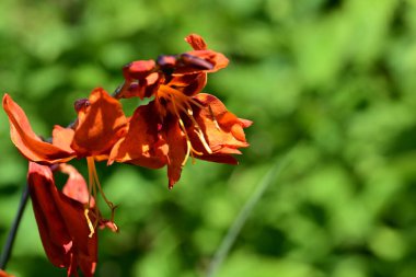 Bahçedeki turuncu zambak çiçeklerini kapat.