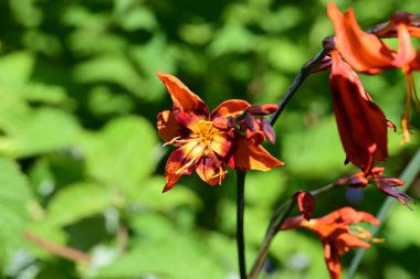 Bahçedeki turuncu zambak çiçeklerini kapat.