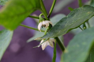 gündüz açık büyüyen renkli çiçekler yakın