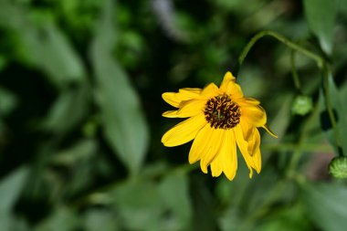 Bahçedeki güzel çiçekler