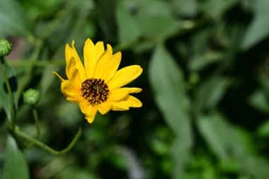 Güzel çiçeklerin manzarası, yaz konsepti.