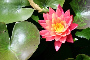 Gölette nilüfer çiçeği, yaprakların üstünde. 