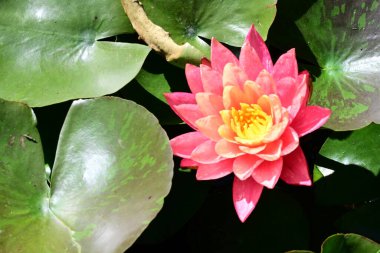 Gölette nilüfer çiçeği, yaprakların üstünde. 