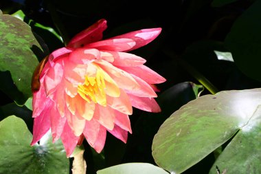 Gölette nilüfer çiçeği, yaprakların üstünde. 