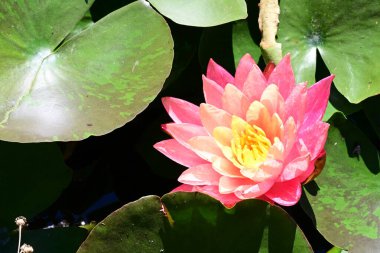 Gölette nilüfer çiçeği, yaprakların üstünde. 