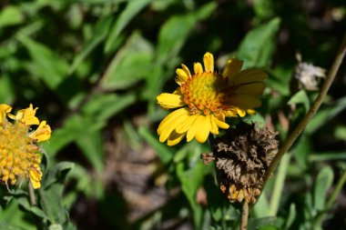 Güzel çiçeğin yakın çekimi.