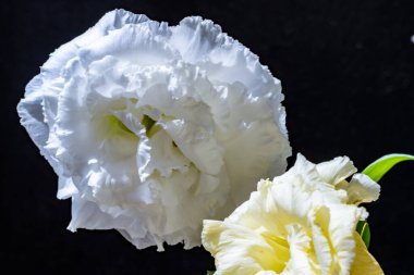 Siyah arkaplanda östoma çiçekleri 