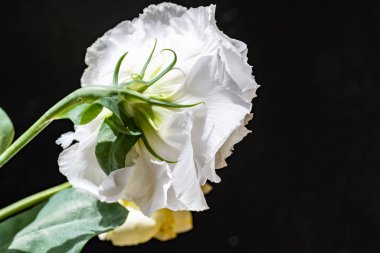 Siyah arkaplanda östoma çiçekleri 