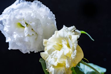 Siyah arkaplanda östoma çiçekleri 