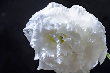 Siyah arkaplanda östoma çiçekleri 