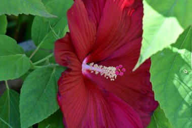 kırmızı amber çiçeği doğa bahçesinde 