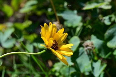 Bahçedeki sarı çiçekler