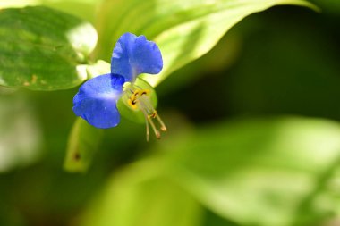 Bahçedeki güzel çiçekler